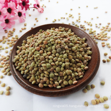 2021 new crop Chinese dry green lentils